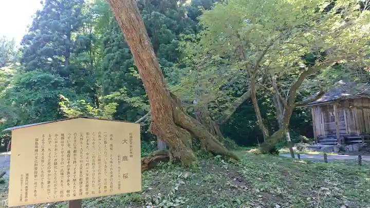 磐椅神社の自然