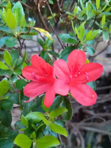 阿智神社の自然