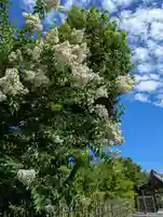 悟眞寺(悟真寺)(京都府)