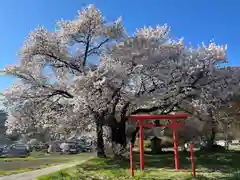 天神宮(伝河原氏屋敷跡)の自然