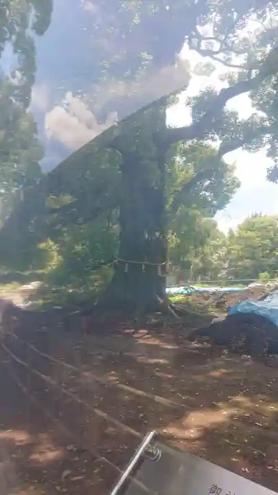 上野東照宮の自然