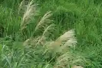 大六天麻王神社の自然