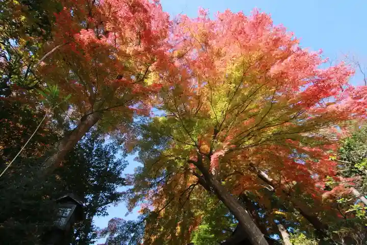 鎌足神社の自然