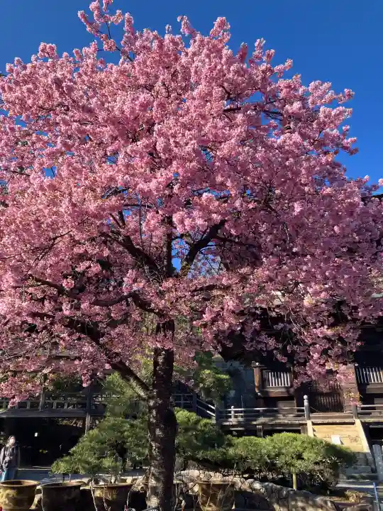 楽法寺(雨引観音)の{uncategorized: "未分類", other: "その他", undefined: "問題あり", building: "その他建物", grave: "お墓", sacred_gate: "鳥居", guardian: "狛犬", statue: "像", buddha: "仏像", history: "歴史", nature: "自然", garden: "庭園", animal: "動物", pagoda: "塔", temizu: "手水舎", mountain_gate: "山門・神門", sanctuary: "本殿・本堂", subordinate: "末社・摂社", art: "芸術", scenery: "景色", jizo: "地蔵", ema: "絵馬", goshuin: "御朱印", omikuji: "おみくじ", items: "授与品その他", amulet: "お守り", goshuincho: "御朱印帳", eats: "食事", festival: "お祭り", votive_dance: "神楽", shichigosan: "七五三参", wedding: "結婚式", experience: "体験その他", initially: "初詣", around: "周辺", anti_infection: "感染症対策"}