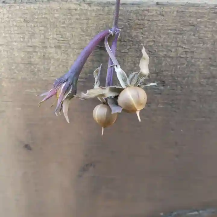 七重浜海津見神社(北海道)