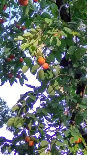 千束八幡神社の自然