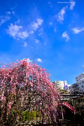 亀戸天神社(東京都)