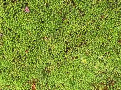 芬陀院(京都府)