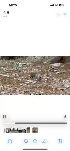 北海道神宮の動物