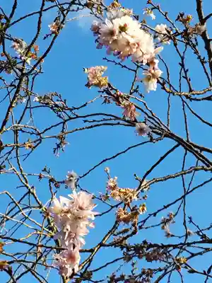 櫻木神社(千葉県)