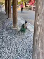 楽法寺（雨引観音）の動物