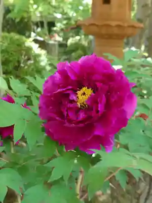 宝徳寺(群馬県)