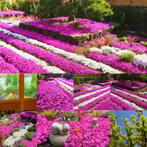 寿量山 速成寺(奈良県)(2021年01月16日(土) 14時21分43秒投稿)