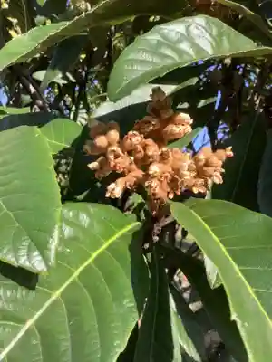 勝川廃寺「醍醐寺跡」の自然