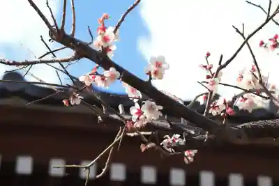 龍ケ崎八坂神社の{uncategorized: "未分類", other: "その他", undefined: "問題あり", building: "その他建物", grave: "お墓", sacred_gate: "鳥居", guardian: "狛犬", statue: "像", buddha: "仏像", history: "歴史", nature: "自然", garden: "庭園", animal: "動物", pagoda: "塔", temizu: "手水舎", mountain_gate: "山門・神門", sanctuary: "本殿・本堂", subordinate: "末社・摂社", art: "芸術", scenery: "景色", jizo: "地蔵", ema: "絵馬", goshuin: "御朱印", omikuji: "おみくじ", items: "授与品その他", amulet: "お守り", goshuincho: "御朱印帳", eats: "食事", festival: "お祭り", votive_dance: "神楽", shichigosan: "七五三参", wedding: "結婚式", experience: "体験その他", initially: "初詣", around: "周辺", anti_infection: "感染症対策"}