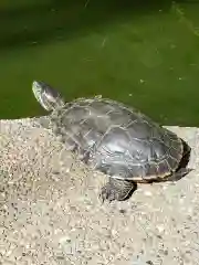 江島神社の動物