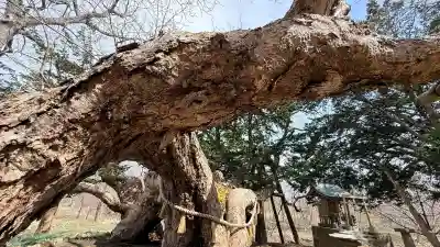 橡木山白木神社の{uncategorized: "未分類", other: "その他", undefined: "問題あり", building: "その他建物", grave: "お墓", sacred_gate: "鳥居", guardian: "狛犬", statue: "像", buddha: "仏像", history: "歴史", nature: "自然", garden: "庭園", animal: "動物", pagoda: "塔", temizu: "手水舎", mountain_gate: "山門・神門", sanctuary: "本殿・本堂", subordinate: "末社・摂社", art: "芸術", scenery: "景色", jizo: "地蔵", ema: "絵馬", goshuin: "御朱印", omikuji: "おみくじ", items: "授与品その他", amulet: "お守り", goshuincho: "御朱印帳", eats: "食事", festival: "お祭り", votive_dance: "神楽", shichigosan: "七五三参", wedding: "結婚式", experience: "体験その他", initially: "初詣", around: "周辺", anti_infection: "感染症対策"}