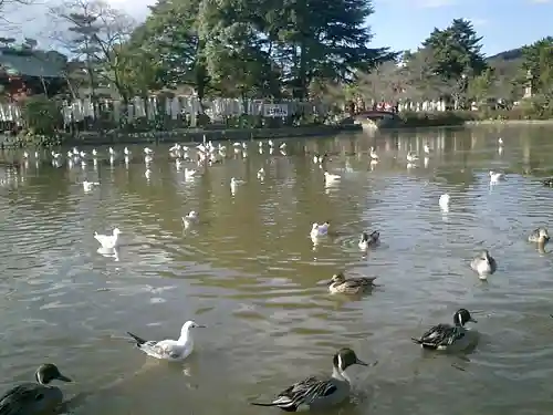 鶴岡八幡宮の動物