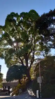 伊勢山皇大神宮(神奈川県)