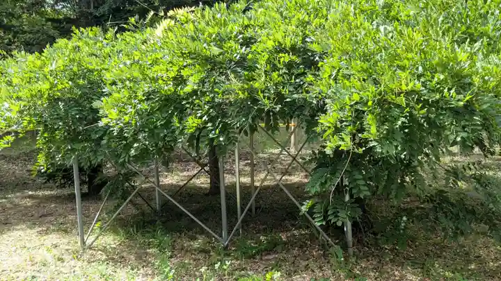 豊滝神社の自然