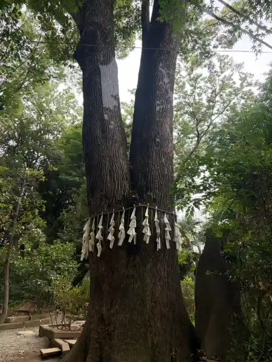 代々木八幡宮の{uncategorized: "未分類", other: "その他", undefined: "問題あり", building: "その他建物", grave: "お墓", sacred_gate: "鳥居", guardian: "狛犬", statue: "像", buddha: "仏像", history: "歴史", nature: "自然", garden: "庭園", animal: "動物", pagoda: "塔", temizu: "手水舎", mountain_gate: "山門・神門", sanctuary: "本殿・本堂", subordinate: "末社・摂社", art: "芸術", scenery: "景色", jizo: "地蔵", ema: "絵馬", goshuin: "御朱印", omikuji: "おみくじ", items: "授与品その他", amulet: "お守り", goshuincho: "御朱印帳", eats: "食事", festival: "お祭り", votive_dance: "神楽", shichigosan: "七五三参", wedding: "結婚式", experience: "体験その他", initially: "初詣", around: "周辺", anti_infection: "感染症対策"}