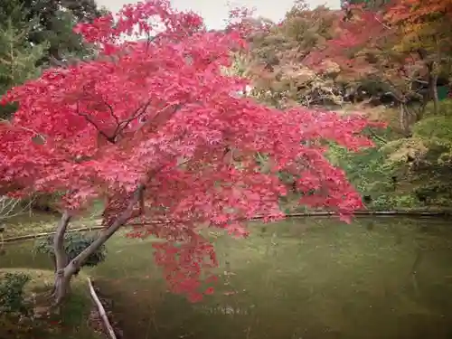 高台寺（高台寿聖禅寺・高臺寺）の自然