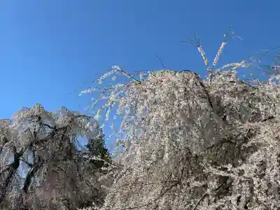 安養寺の{uncategorized: "未分類", other: "その他", undefined: "問題あり", building: "その他建物", grave: "お墓", sacred_gate: "鳥居", guardian: "狛犬", statue: "像", buddha: "仏像", history: "歴史", nature: "自然", garden: "庭園", animal: "動物", pagoda: "塔", temizu: "手水舎", mountain_gate: "山門・神門", sanctuary: "本殿・本堂", subordinate: "末社・摂社", art: "芸術", scenery: "景色", jizo: "地蔵", ema: "絵馬", goshuin: "御朱印", omikuji: "おみくじ", items: "授与品その他", amulet: "お守り", goshuincho: "御朱印帳", eats: "食事", festival: "お祭り", votive_dance: "神楽", shichigosan: "七五三参", wedding: "結婚式", experience: "体験その他", initially: "初詣", around: "周辺", anti_infection: "感染症対策"}