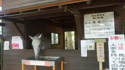鹿児島神宮(鹿児島県)