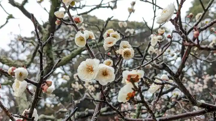 長岡天満宮(京都府)