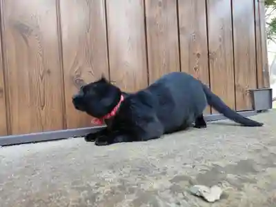 高司神社〜むすびの神の鎮まる社〜(福島県)