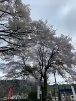 宮原八幡宮の自然