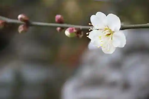くまくま神社(導きの社 熊野町熊野神社)の自然
