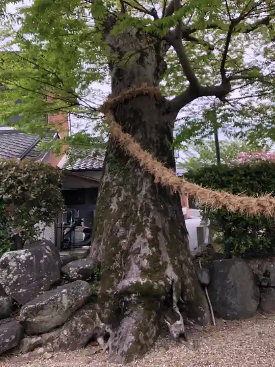 素戔嗚神社(大神神社境外末社)の自然