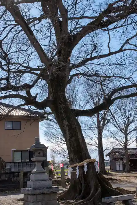 島田八坂神社の自然