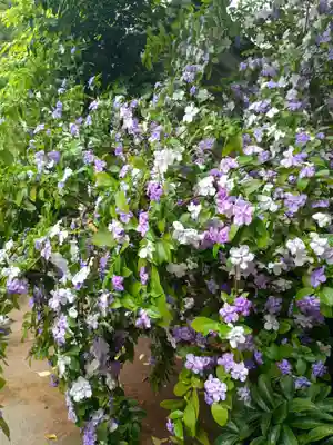 銀杏岡八幡神社(東京都)