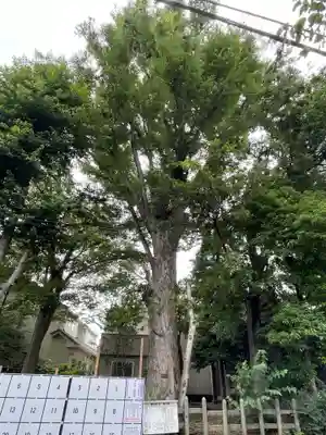 瘡守稲荷神社の自然