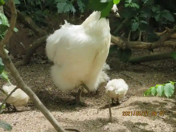 高屋敷稲荷神社の動物