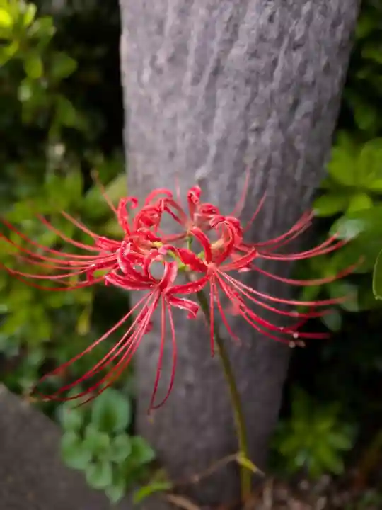 福蔵院(東京都)