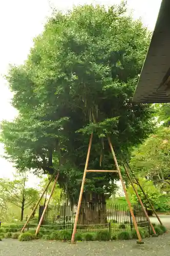 村山浅間神社(静岡県)