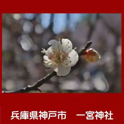 一宮神社の自然