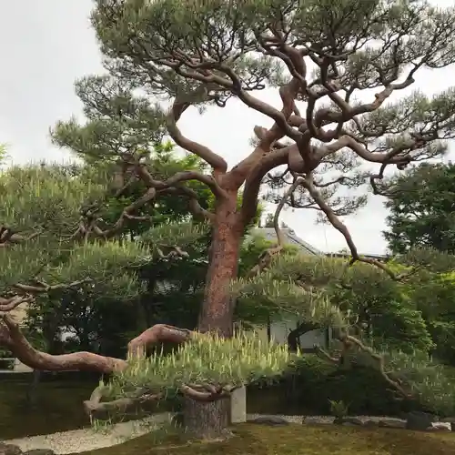 妙顯寺（妙顕寺）の庭園