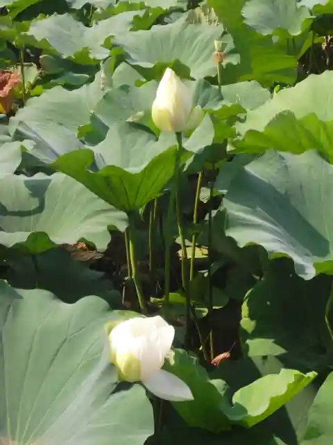 鶴岡八幡宮の自然