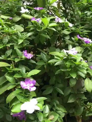 銀杏岡八幡神社の自然