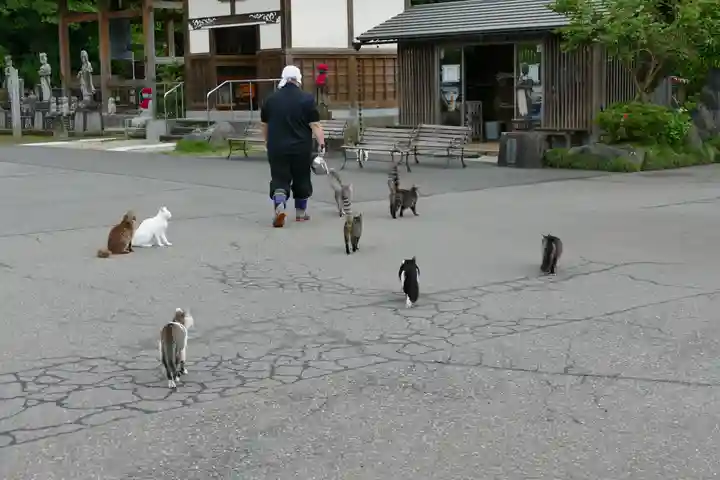 御誕生寺(猫寺)(福井県)