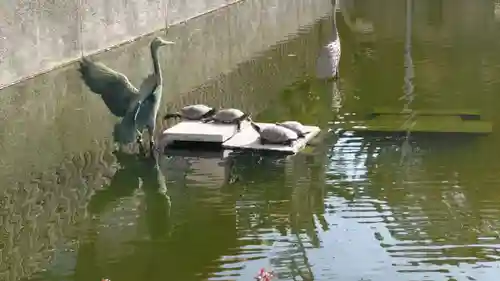 大阪天満宮の動物