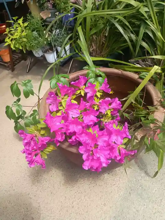 仙行寺(東京都)