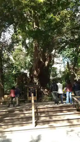 來宮神社の自然