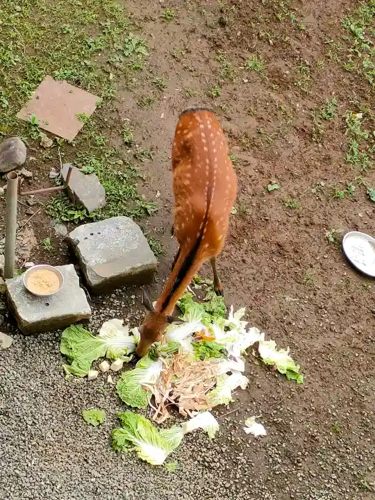 三峯神社の{uncategorized: "未分類", other: "その他", undefined: "問題あり", building: "その他建物", grave: "お墓", sacred_gate: "鳥居", guardian: "狛犬", statue: "像", buddha: "仏像", history: "歴史", nature: "自然", garden: "庭園", animal: "動物", pagoda: "塔", temizu: "手水舎", mountain_gate: "山門・神門", sanctuary: "本殿・本堂", subordinate: "末社・摂社", art: "芸術", scenery: "景色", jizo: "地蔵", ema: "絵馬", goshuin: "御朱印", omikuji: "おみくじ", items: "授与品その他", amulet: "お守り", goshuincho: "御朱印帳", eats: "食事", festival: "お祭り", votive_dance: "神楽", shichigosan: "七五三参", wedding: "結婚式", experience: "体験その他", initially: "初詣", around: "周辺", anti_infection: "感染症対策"}
