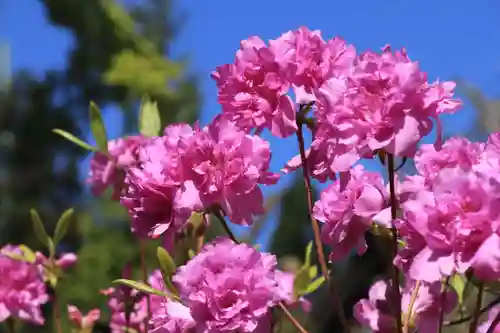 開成山大神宮の自然