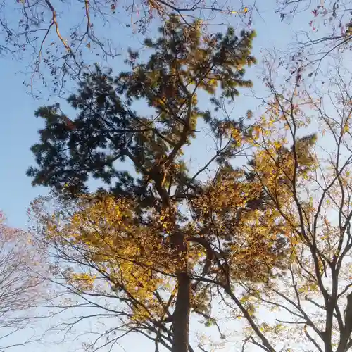 中曽根天祖神社の自然